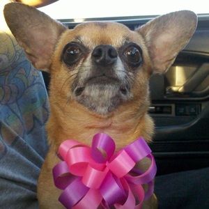 Meet your Posher, Rentia